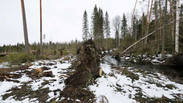 Paljaaksi hakattu puronvarsi Kinnulassa on pysäyttävä näky, sillä pienvesien suojakaistat ovat metsälain ja sertifioinnin takia iskostuneet jo kiinteäksi osaksi metsätaloustoimia. (Kuvaaja: Sami Karppinen)