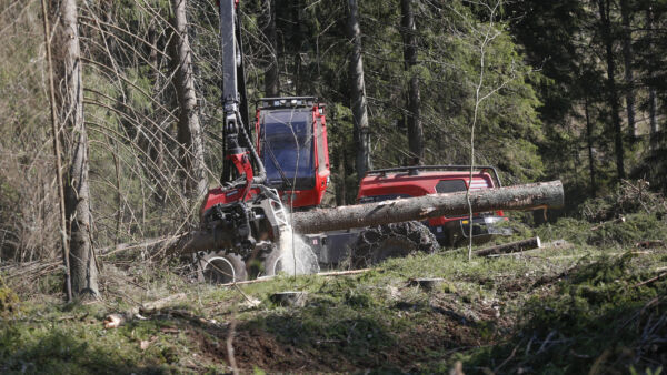 Puunhinnat jatkavat edelleen nousuaan. Kuva ei ole jutun leimikolta. (Kuvaaja: Sami Karppinen)