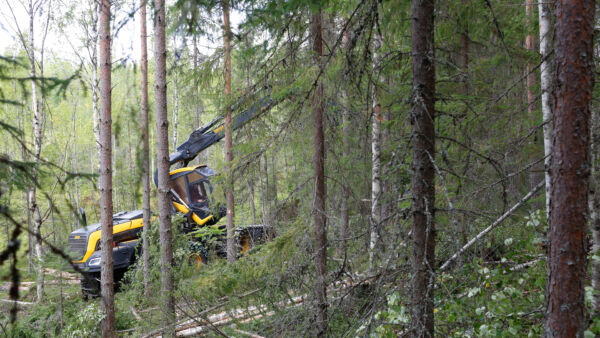 Hurjista ensiharvennushinnoista kiirii tietoja eri puolilta Suomea. Kuva: Sami Karppinen (Kuvaaja: Sami Karppinen)