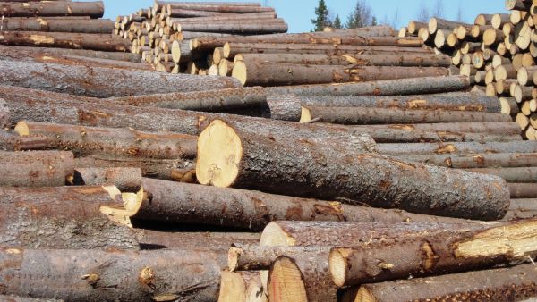 Pelkästään eteläisessä Ruotsissa pula tukkipuusta on muutaman vuoden kuluttua viisi miljoonaa kuutiometriä, Treebula-verkkopalvelun talousjohtaja Per Hedberg arvioi. (Kuva: Mikko Häyrynen)