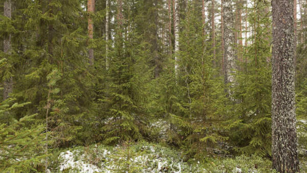 Jatkuvan kasvatuksen yleistyminen estäisi kirjoittajien mukaan nykylaajuisenkin metsäteollisuuden kehittämisen puhumattakaan sen laajentamisesta.