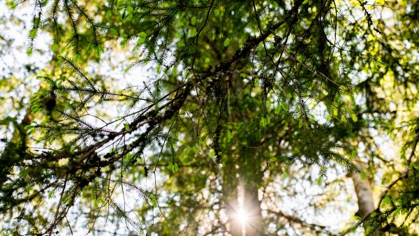 Valajanaavan yhteismetsän osakkaat päätyivät myymään Tornatorille yli puolet metsäomaisuudestaan.