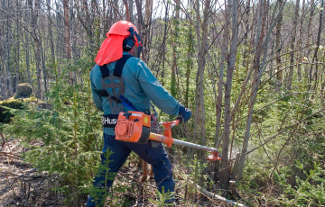 Eniten metsänhoidon kemeratukia maksettiin viime vuonna Kuusamon yhteismetsälle, lähes 180 000 euroa. Kuva ei liity yhteismetsään. (Kuva: Mikko Riikilä)