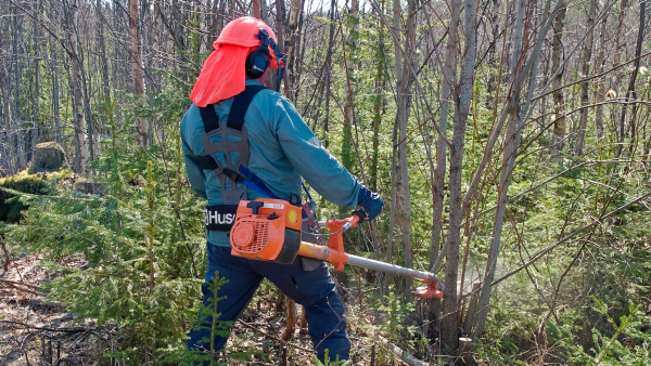 Eniten metsänhoidon kemeratukia maksettiin viime vuonna Kuusamon yhteismetsälle, lähes 180 000 euroa. Kuva ei liity yhteismetsään. (Kuva: Mikko Riikilä)