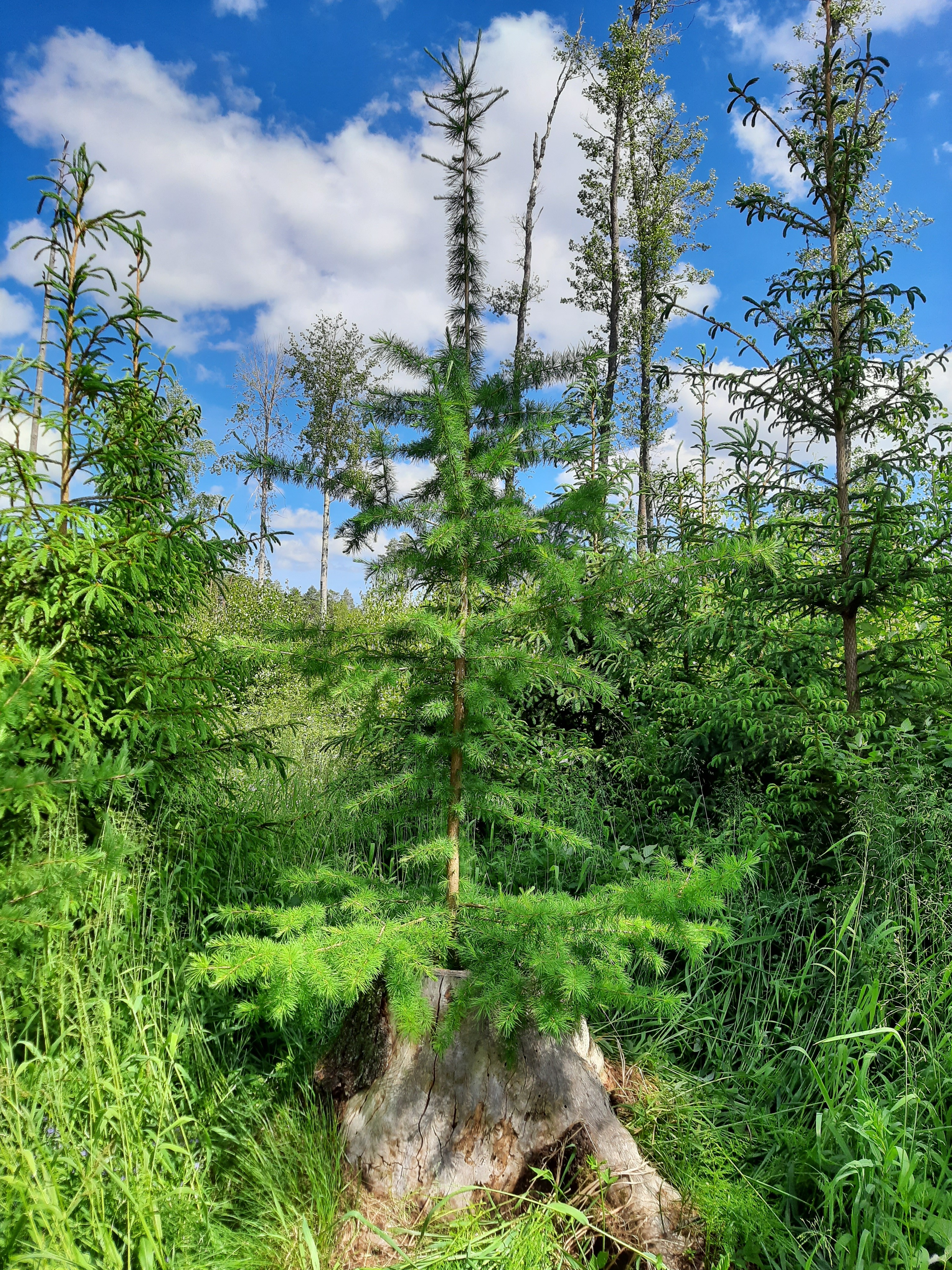 Metsämörri