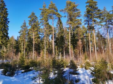 Satakunnassa myydyn tilan pinta-alasta 30 prosenttia on taimikkoa ja 30 prosenttia uudistuskypsää metsää. Loput on kasvatusmetsiä.  (Kuvaaja: Erkko Koivurinne)
