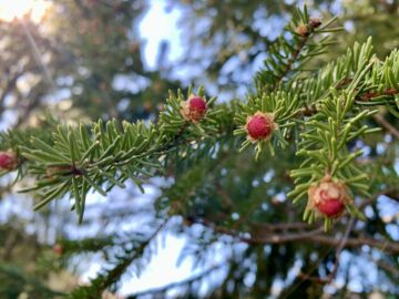Kuusen hedekukinto on puhjetessaan pieni, pyöreä ja vadelmanpunainen. (Kuvaaja: Tiia Puukila)