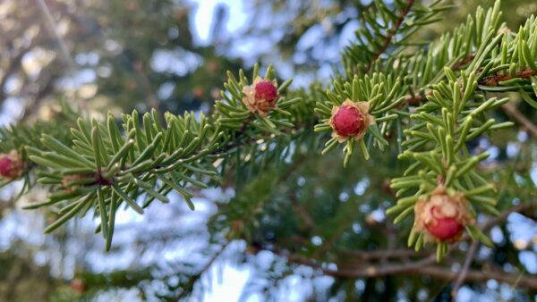 Kuusen hedekukinto on puhjetessaan pieni, pyöreä ja vadelmanpunainen. (Kuvaaja: Tiia Puukila)