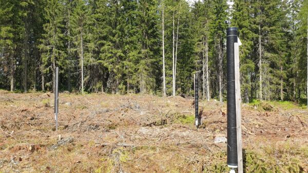 Kolmen feromonipyydyksen ryhmä pystytetään hakkuuaukkoon paahteiseen kohtaan. (Kuvaaja: Luke)
