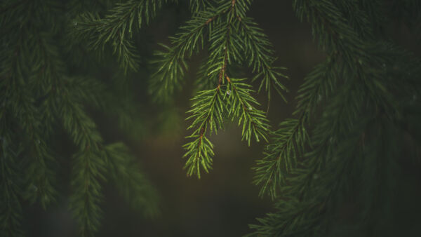 Etelä-Savossa energia tuotetaan pääosin metsästä saatavalla biomassalla. (Kuva: LUT-yliopisto) 