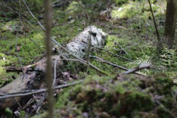 Lapin ainutlaatuinen luonto luo alueen maanomistajille otollisen pohjan kehittää luontoarvojen arvottamista. (Kuva: MTKAnne Rauhamäki)  