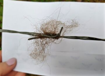 Karhun karvaa jää kiinni piikkilankaan nyhtöasemalla. (Kuva: Sari Magga)  