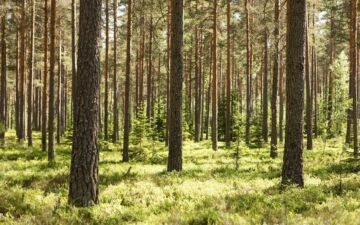 Sahateollisuus pitää tärkeänä, että Suomessa seurataan muiden jäsenmaiden toimeenpanoon liittyvää tilannetta ja odotetaan komission tulkintaohjeita ennen lain voimaantuloa. (Kuva: Sahateollisuus ry)  