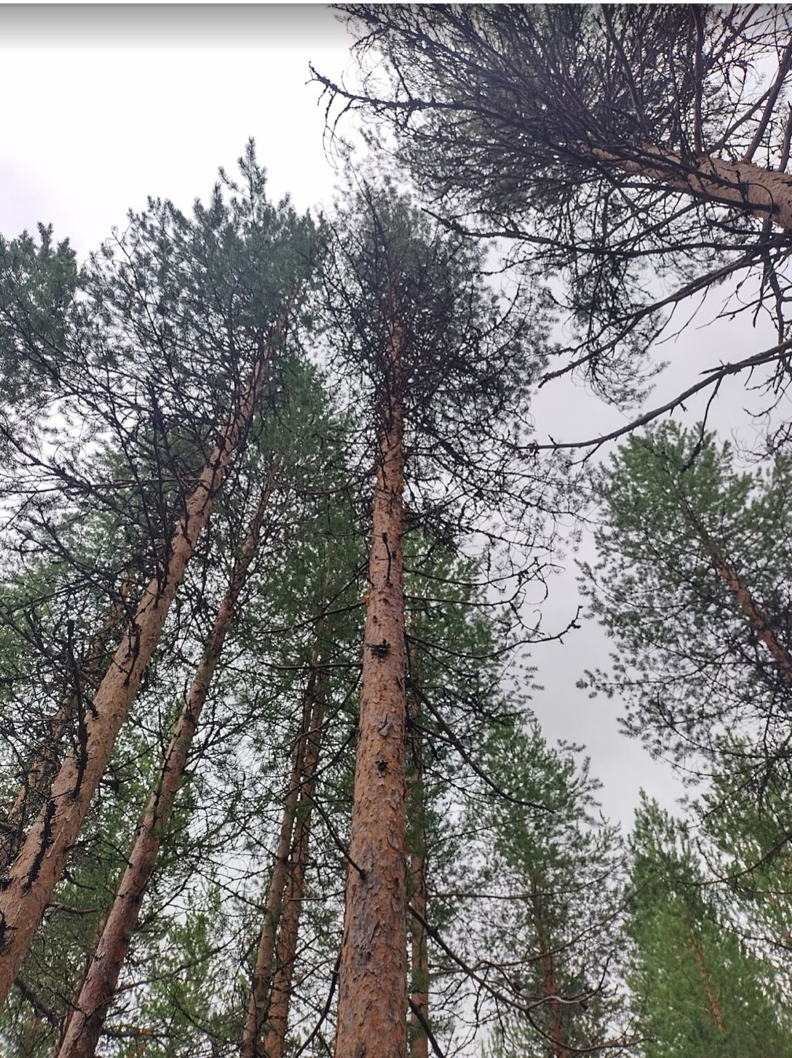 M nnyn Kuivat Alaoksat Mets lehti