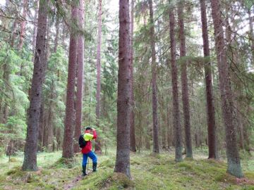 Tällaista puustoista metsää myytiin hiljattain Pirkanmaalla. (Kuva: Hannu Liljeroos)