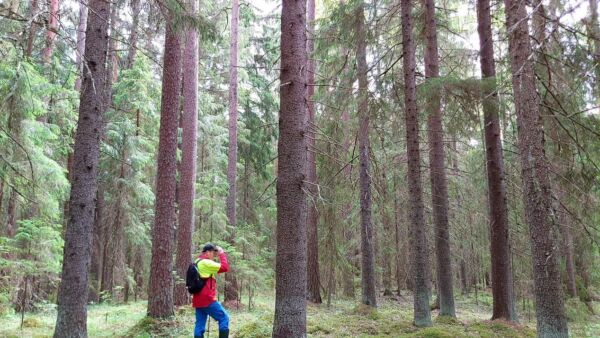Tällaista puustoista metsää myytiin hiljattain Pirkanmaalla. (Kuva: Hannu Liljeroos)