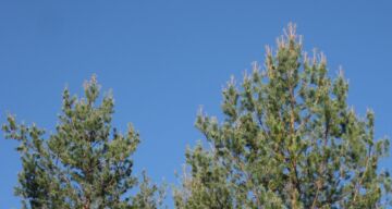 Mäntyjen tämän vuoden neulaset ovat mystisesti kadonneet Lapissa laajoilta alueilta. Ensimmäiset oireet havaittiin heinäkuun loppupuolella. (Kuvaaja: Risto Jalkanen)