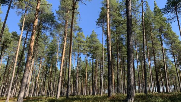 Inarin yhteismetsässä kasvava männikkö on yli 200 vuoden ikäinen.(Kuvaaja: Tiia Puukila)