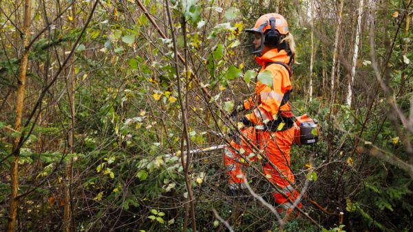 Metsänomistajat tietävät, että taimikonhoito kannattaa – mutta onko näin myös teoriassa? (Kuvaaja: Seppo Samuli)