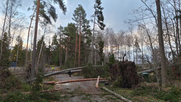 Lyly-myrsky runteli pahimmin Rauman ja Porin välistä rannikkoa. Raumalla tuulenkaadot tukkivat kyläteitä ja kaatoivat metsää. (Kuvaaja: Annukka Laitonen)