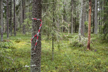 Lakiesityksen mukaan metsän hakkaajan on tehtävä ennakkoarviointi alueen linnustollisista arvoista ja suunniteltava, miten lintujen häirintä estetään. (Kuvaaja: Jyrki Tervo)
