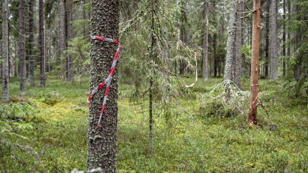 Lakiesityksen mukaan metsän hakkaajan on tehtävä ennakkoarviointi alueen linnustollisista arvoista ja suunniteltava, miten lintujen häirintä estetään. (Kuvaaja: Jyrki Tervo)