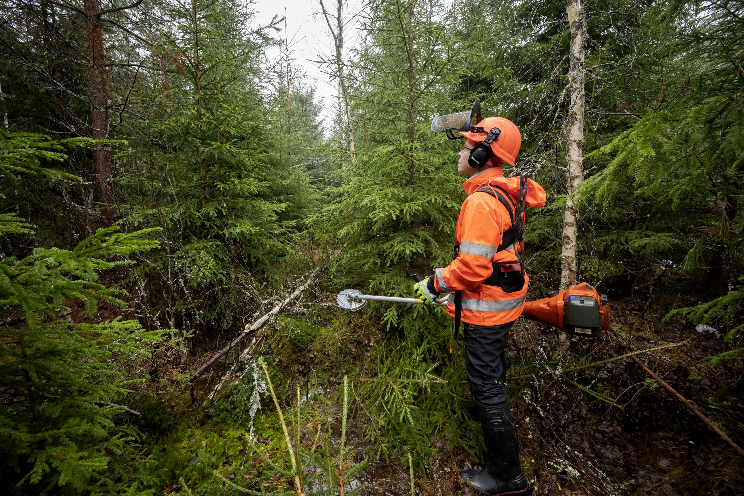 Toisenlainen Raivuu Mit Ihmett T ll Tehd n Mets lehti toisenlainen-raivuu-mit-ihmett-t-ll-tehd-n-mets-lehti