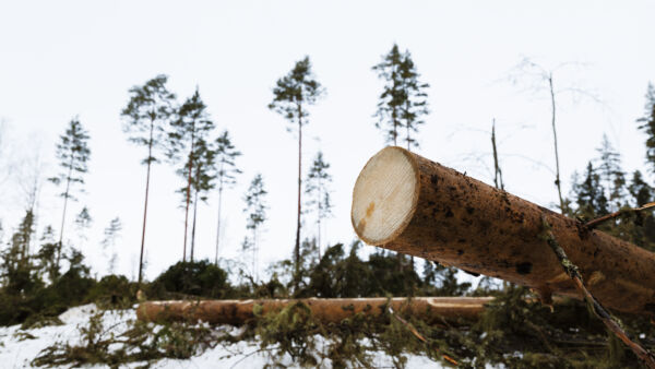 	Tutkijat esittävät, että Ilmastotavoitteiden saavuttamiseksi lainsäädäntöön palautetaan päätehakkuiden ikä- ja läpimittarajat.  (Kuvaaja: Seppo Samuli)