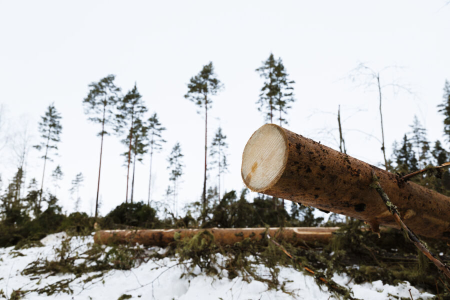 	Tutkijat esittävät, että Ilmastotavoitteiden saavuttamiseksi lainsäädäntöön palautetaan päätehakkuiden ikä- ja läpimittarajat.  (Kuvaaja: Seppo Samuli)