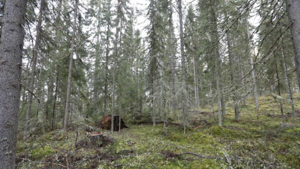 Jatkossa Metsää.fi-palvelu saattaa ehdottaa poimintahakkuuta vaihtoehtona päätehakkuulle.  (Kuvaaja: Sami Karppinen)