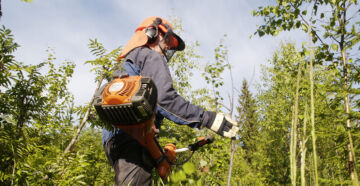 Uudessa tukijärjestelmässä taimikonhoitoa tehnyt metsänomistaja voisi saada lisää tukea riittävän lehtipuusekoituksen jättämisestä. (Kuvaaja: Mikko Riikilä)