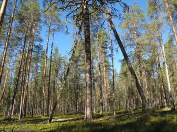 Suomen etelä- tai keskiosissa kasvava havumetsä on vanhojen metsien kriteerien mukaan vanhaa, jos valtapuuston keski-ikä on vähintään 140 vuotta.(Kuva: Tiia Puukila)