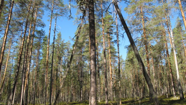 Suomen etelä- tai keskiosissa kasvava havumetsä on vanhojen metsien kriteerien mukaan vanhaa, jos valtapuuston keski-ikä on vähintään 140 vuotta.(Kuva: Tiia Puukila)