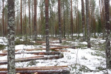 Puuta on tällä hetkellä monella leimikolla hakattuna odottamassa pakkasia, jotta maa kohmettuisi ajokonetta kestäväksi. (Kuvaaja: Sami Karppinen)