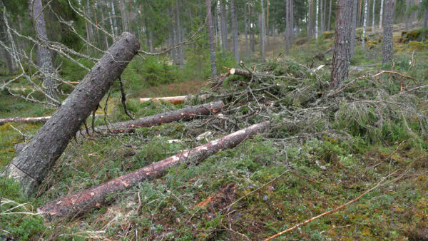 Lyly-myrskyn tuhoja korjattiin Eurajoella maaliskuun alussa. Myrskypuun korjuussa jää pitkiä kantoja, jotka saattavat houkutella tuhohyönteisiä. (Kuvaaja: Juha Sinisalo)
