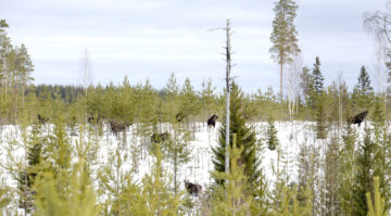  (Kuvaaja: Ari Komulainen)