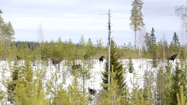  (Kuvaaja: Ari Komulainen)