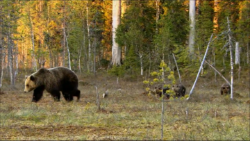 Liki puolet metsätoimihenkilöistä pitää karhua työturvallisuusriskinä, Meton kyselystä selviää. (Kuva. Wikimedia Commons)