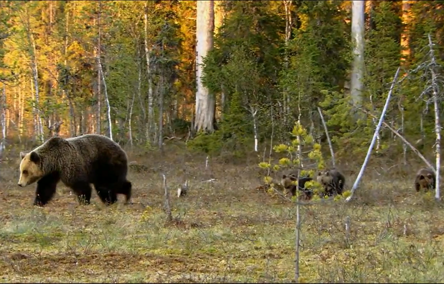 Liki puolet metsätoimihenkilöistä pitää karhua työturvallisuusriskinä, Meton kyselystä selviää. (Kuva. Wikimedia Commons)