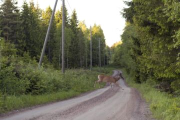 Peurakolarit eivät ole vähentyneet, vaikka metsästäjät arvioivat peuramäärän olevan yhä laskussa. Pohjola-vakuutuksen mukaan Varsinais-Suomen tiheimmillä peura-alueilla törmäysvahinkotiheys on miltei kolminkertainen verrattuna Uuteenmaahan. (Kuvaaja: Reima Flyktman)