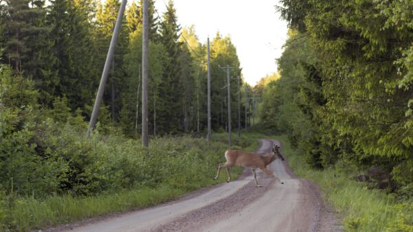 Peurakolarit eivät ole vähentyneet, vaikka metsästäjät arvioivat peuramäärän olevan yhä laskussa. Pohjola-vakuutuksen mukaan Varsinais-Suomen tiheimmillä peura-alueilla törmäysvahinkotiheys on miltei kolminkertainen verrattuna Uuteenmaahan. (Kuvaaja: Reima Flyktman)
