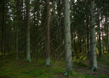 Viljavimmilla kasvupaikoilla Keski- ja Etelä Ruotsissa kuusikoiden alin uudistamisikä on 45 vuotta. Kuva Kronobergin maakunnasta Etelä-Ruotsista. (Kuva: Jacek Lesniowski)