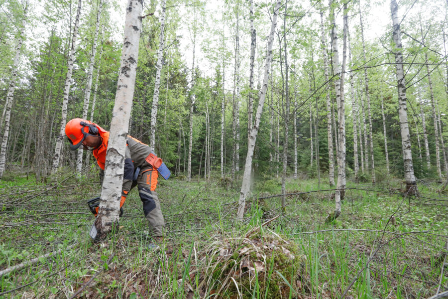 Hankintahakkuussa metsänomistajan työn arvo katsotaan ansiotuloksi. Työttömyysetuuden maksaja sovittelee hankintahakkaajan ansiotulojen määrän suhteessa työttömyysetuuteen omien ohjeidensa mukaisesti. (Kuvaaja: Sami Karppinen)