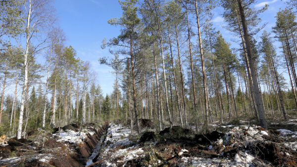 Suomessa turpeen laskennalliset päästöt lisääntyivät rajusti vuonna 2021, kun käyttöön otettiin uusi malli. Ruotsin mallit pienentävät turpeen päästöjä, kun puuston määrä kasvaa.  (Kuvaaja: Sami Karppinen)