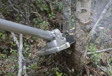 	Metka-tukea voi hakea muun muassa taimikon ja nuoren metsän hoitoon. (Kuvaaja: Mikko Riikilä)