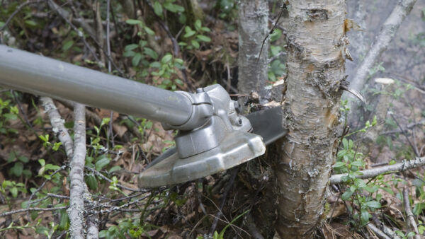 	Metka-tukea voi hakea muun muassa taimikon ja nuoren metsän hoitoon. (Kuvaaja: Mikko Riikilä)