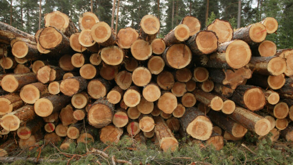 Välttyäkseen jäännösveroilta metsänomistaja voi pyytää metsäyhtiötä tekemään tavallista suuremmat ennakonpidätykset puukaupan yhteydessä. (Kuvaaja: Antero Aaltonen)
