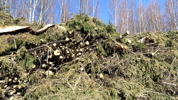 Hakkuutähdekasoja varastoidaan parikin vuotta ennen haketusta maanomistajan mailla. Kuvassa kuntoradalta kerättyä hakkuutähdettä ja energiapuuta Sysmässä. Virkistysalueella ei voida odottaa, että neulaset varisivat palstalle, joten hakkuutähde kerätään varastoon vihreänä. (Kuvaaja: Tiia Puukila)