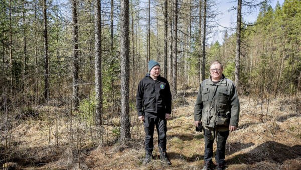 Juha Kotalan (vasemmalla) lehtikuusimetsän istutti aikanaan isä Esa. (Kuvaaja: Johannes Tervo)