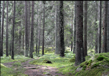 Ruotsin valtakunnan metsien uusin inventointi toi iloisen uutisen metsänkasvun elpymisestä. Kuva Södermanlandista.